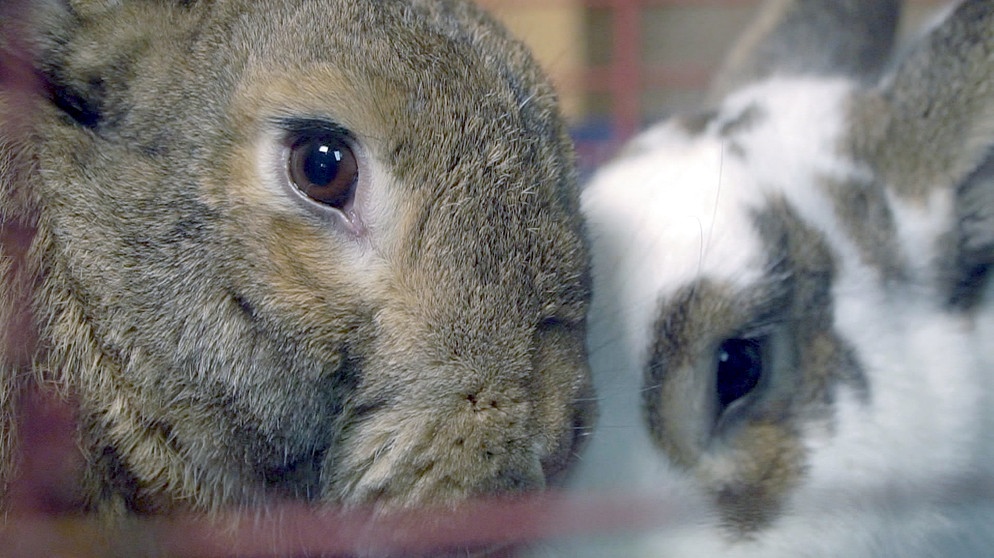 Die Köpfe von zwei Kaninchen ganz nah beieinander | Bild: BR