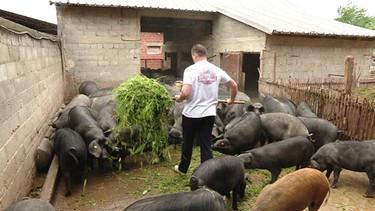 Schwarze Schweine vor dem Stall | Bild: BR