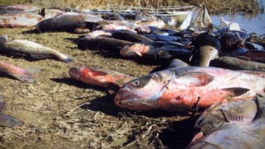 Tote Fische am Ufer | Bild: BR