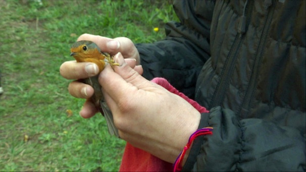 Ein kleiner Vogel in den Händen eines Menschen | Bild: BR