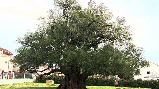 Ein alter Olivenbaum | Bild: BR