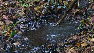 Eine kleine Erdölquelle an der Oberfläche eines Waldbodens | Bild: BR
