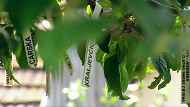 Mit verschiedenen Obstsorten beschriftete Schilder, die aus einem Baum hängen. | Bild: BR