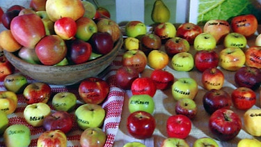 Ein Tisch und eine Schale mit Obst, hauptsächlich beschrifteten Äpfeln | Bild: BR