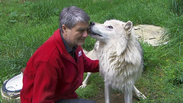 Professor Kurt Kotrschal mit einem Wolf | Bild: BR