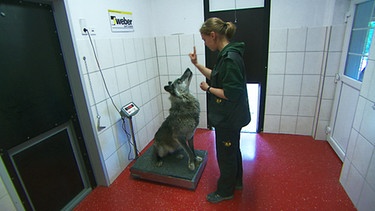Ein Wolf beim Training | Bild: BR