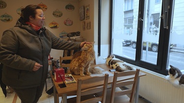 Besuvherin und Katze im Katzencafé in Budapest | Bild: BR