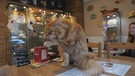 Katze liegt auf einem Tisch im Café | Bild: BR