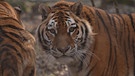 Tiger | Bild: BR