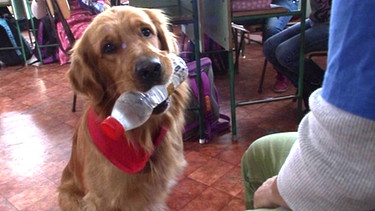 Ein Hund mit einer Wasserflasche im Maul | Bild: BR