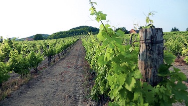 Das Weinbaugebiet Köveskál | Bild: BR