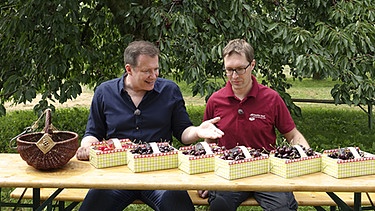 Von links: Alexander Herrmann und Thomas Wolf probieren verschiedene Kirschsorten, Kalchreuth. | Bild: BR / Endriß