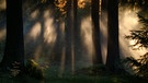 Der halbwilde Wald - 50 Jahre Nationalpark Bayerischer Wald | Bild: BR