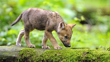 Junger Wolf im Wald | Bild: picture-alliance/dpa/blickwinkel