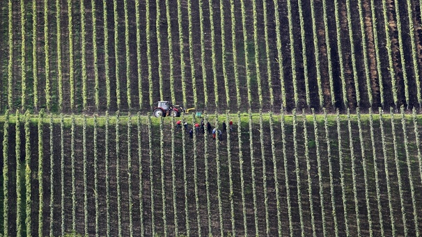 Helfer ernten am Montag (27.09.2010) in den extrem steilen Weinlagen der Mainschleife bei Escherndorf (Unterfranken) Weintrauben.  | Bild: picture-alliance/dpa