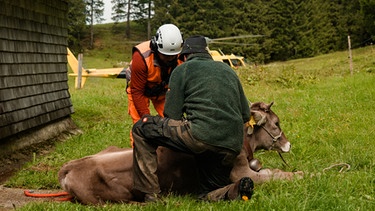 Bäne kniet mit Flughelfer bei Kuh (Bergmenschen Staffel 11) | Bild: BR/Luis Trautmann