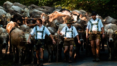 Bäne und Treiber beim Viehscheid von der Alpe Gund (Bergmenschens Staffel 11) | Bild: BR/Luis Trautmann
