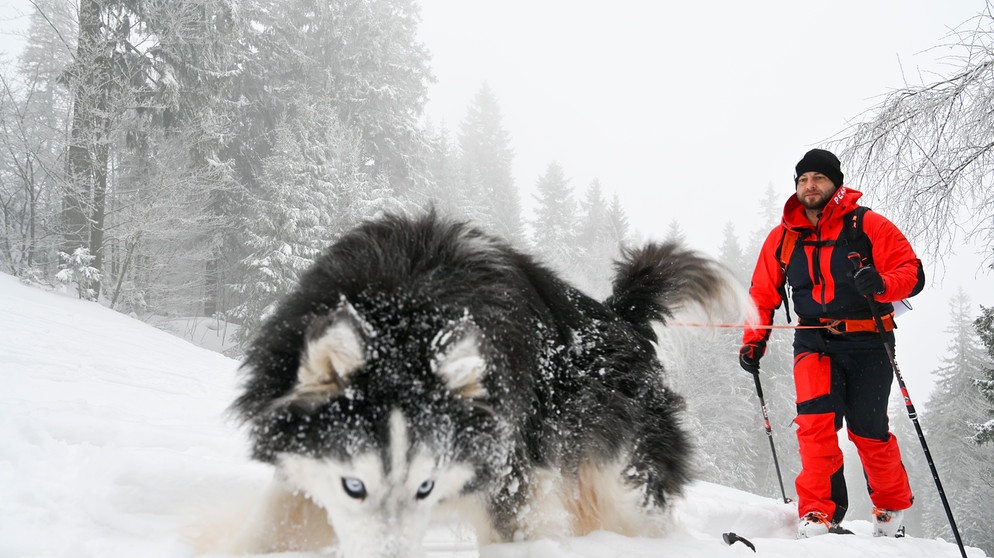 Patrick Koller mit seinem Husky auf Skitour | Bild: BR/Michael Düchs