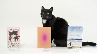Katze vor Büchern | Bild: BR