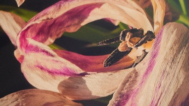 Eine rosa Blüte mit Biene | Bild: Herlinde Koelbl 