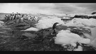 Schwarz/Weiß Bild von einer Gruppe Pinguinen, stehend an einer Eisküste | Bild: BR