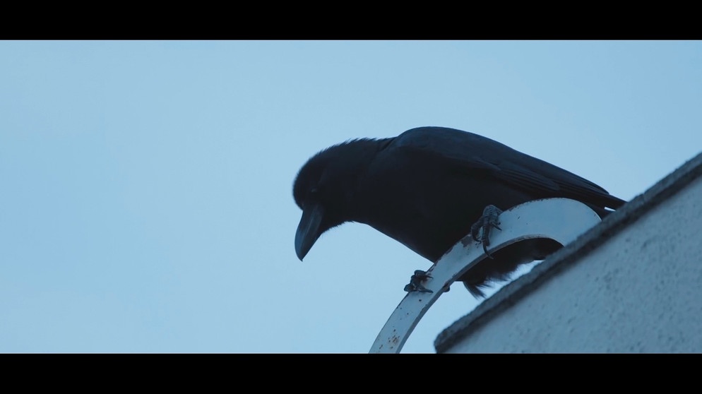 Eine Krähe sitzt auf einem Dach | Bild: BR