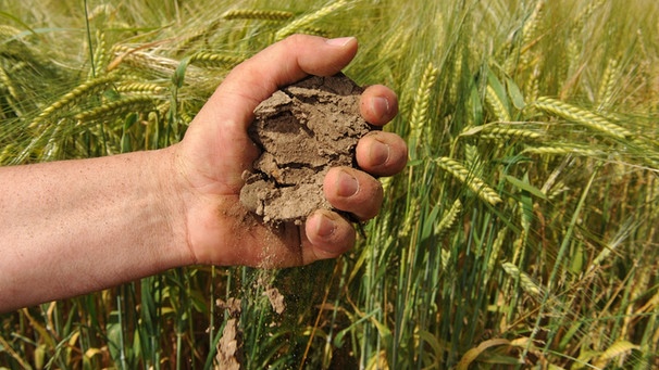Hand mit einem Klumpen Erde, dahinter Getreidefeld | Bild: picture-alliance/dpa