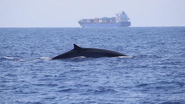 Wal mit Cargoboot im Hintergrund | Bild: BR/Tethys Institute