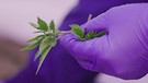 Cannabispflanze - produziert für medizinische Zwecke | Bild: BR | DokThema