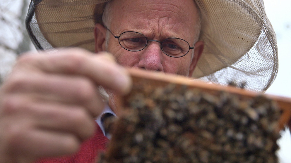 Lamakii-Biene aus Ägypten mit Imker Günter Friedmann | Bild: BR