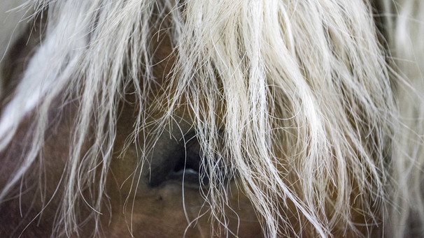 Augen Haflinger | Bild: picture-alliance/dpa