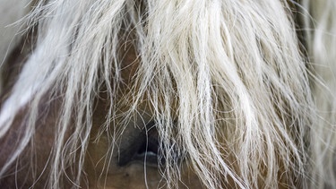 Augen Haflinger | Bild: picture-alliance/dpa