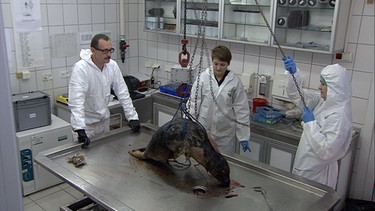 Untersuchung einer toten Robbe | Bild: BR