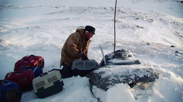 Ein Mann beim Aussetzen von Polarfüchsen | Bild: BR