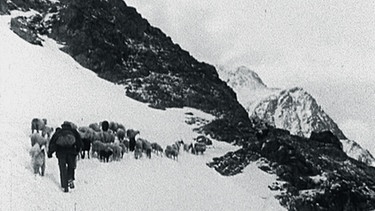 Ein Schäfer zieht mit einer Herde über einen verschneiten Berghang | Bild: BR