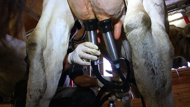 Der Euter einer Kuh wird an eine Melkmaschine angeschlossen. | Bild: BR