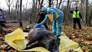 Polen kämpft gegen die Schweinepest | Bild: BR