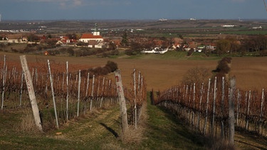 Weinbaugebiet | Bild: BR