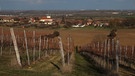 Weinbaugebiet | Bild: BR