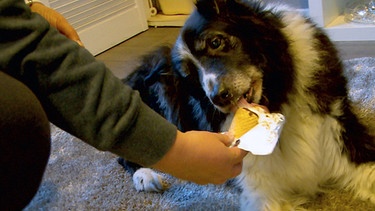 Hund Cole mit einem Eis | Bild: BR