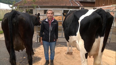 Die Kühe im Vergleich | Bild: BR
