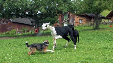 Ein Lama spuckt einen Hund an | Bild: BR