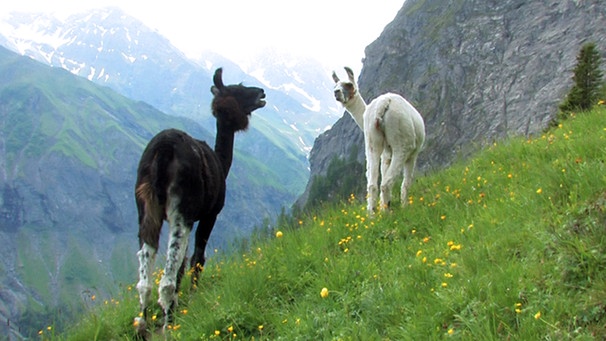 Zwei Lamas an einem steilen Hang über dem Weisstannental | Bild: BR