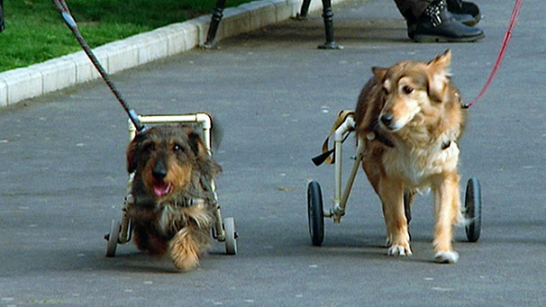 Hunde Baki und Mica mit Rollgestellen | Bild: BR