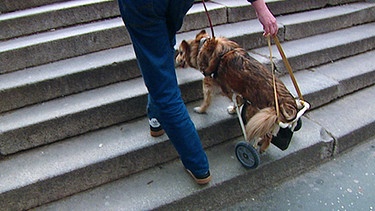 Hund Mica mit Rollgestell beim Treppensteigen | Bild: BR