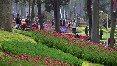 Tulpen in einem Park | Bild: BR