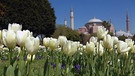 Tulpen vor der Hagia Sophia | Bild: BR