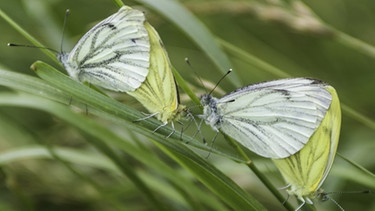 Schmetterlinge - Kohlweißling | Bild: picture-alliance/dpa