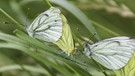 Schmetterlinge - Kohlweißling | Bild: picture-alliance/dpa