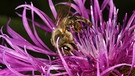 Wiesenflockenblume | Bild: picture-alliance/dpa
